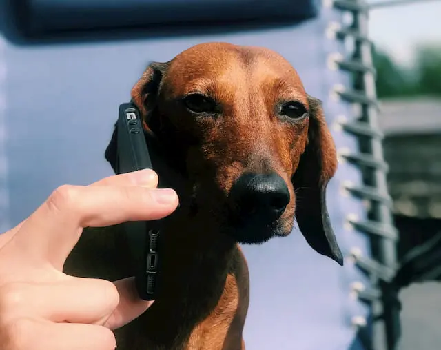 Chó gọi điện thoại di động